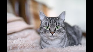 American Shorthair Cat Breed Information, Pictures, Appearance & Facts