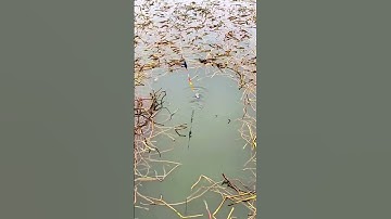 Câu cá chép, rô phi, diếc tự nhiên 1-3kg cảm giác 😂 - Fishcamp Việt Nam #51 #Shorts  #fishing