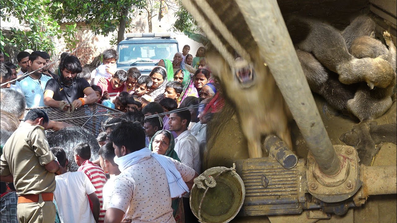 खतरनाक बेजुबान मादा ने कुएं में दिया 5 बच्चों को जन्म, फिर गांव वालों ने क्या किया! Dangerous Rescue