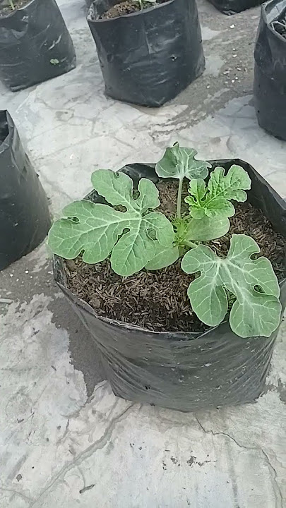 tanam semangka di polibag #tanaman #semangka #tanimillenial #rooftopgarden