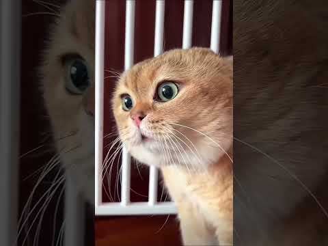 Viral talking Cat Meme Original talking cat
