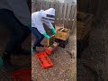 POV—Transferring Bees gone wrong 😑 😳