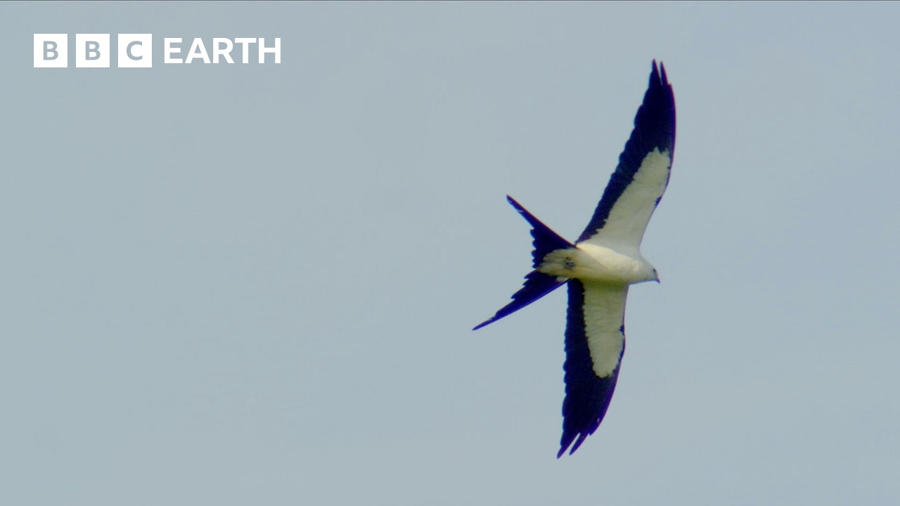 a Swallow‑Tailed Kite