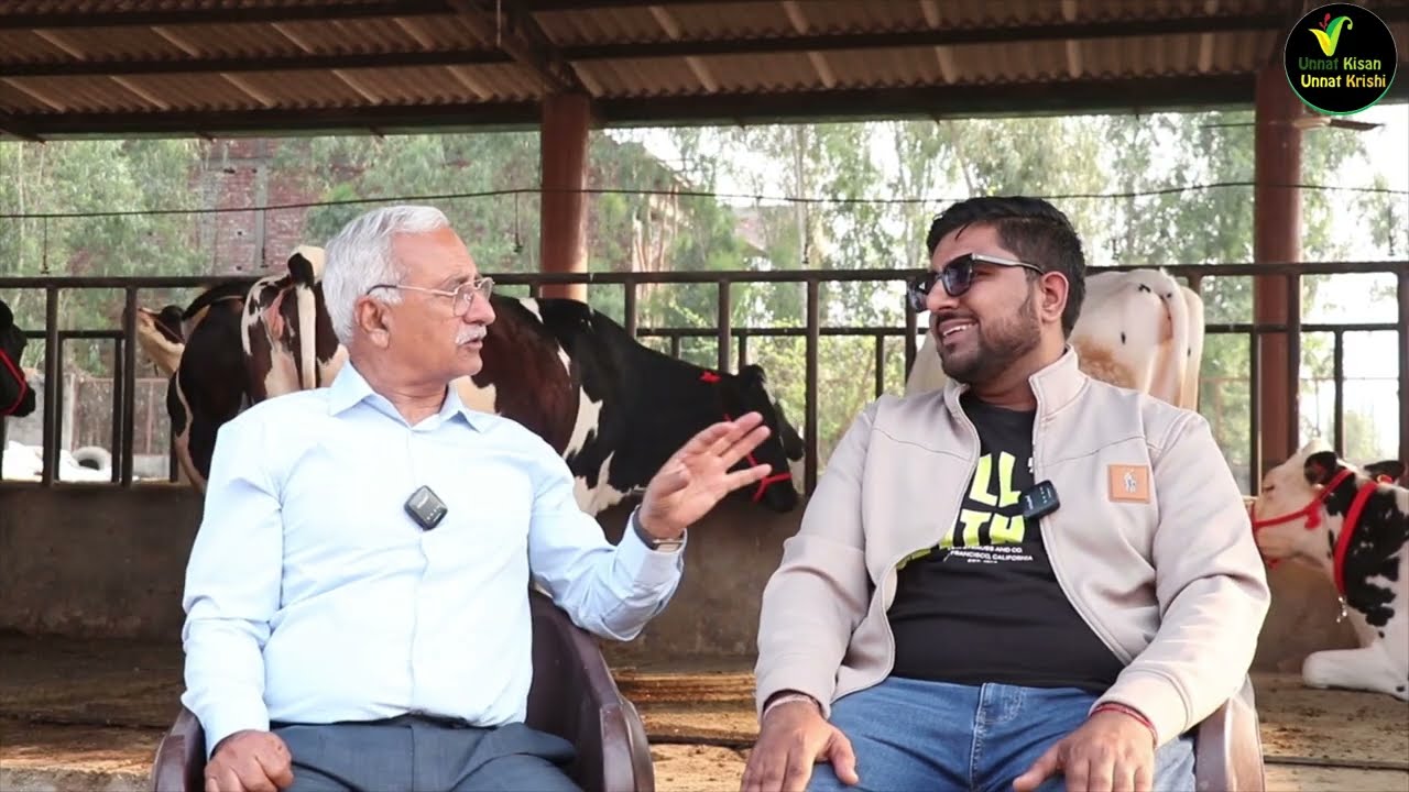 चोपड़ा डेयरी राहों की आठ फॉर सेल भैंसियाँ 1.70 लाख के हिसाब में दूध 14-18 ली ब्यांत दूसरी तीसरी