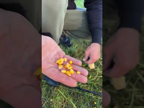 طريقة صيدي سمك الكارب كمل للنهاية