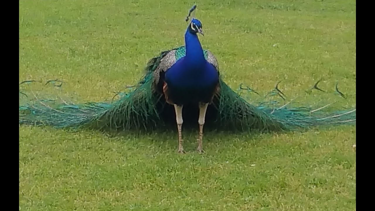 Ye Kaun Chitrakar Hai Hari Hari Vasundhara Pe Neela Neela Ye Gagan