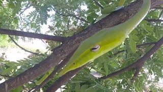 Green Vine snake hanging out in a Raintree