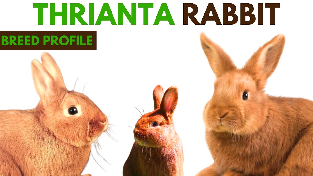 Thrianta Rabbit Breed Profile History - Traits - Price - Thrianta ...