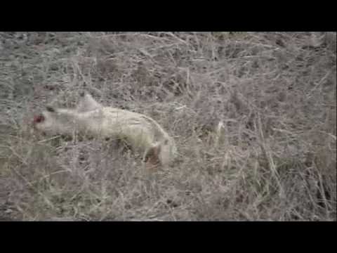 Gopher Hunting BEST GOPHER VIDEO EVER!