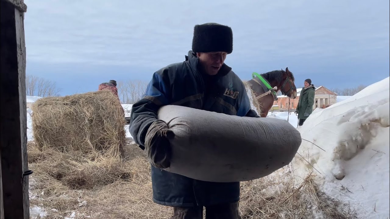 Утренние обязанности коневода. Немного о размножении лошадей!