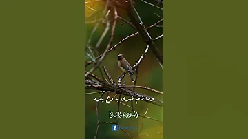 اللهم صل عليه الشيخ توفيق الصايغ 