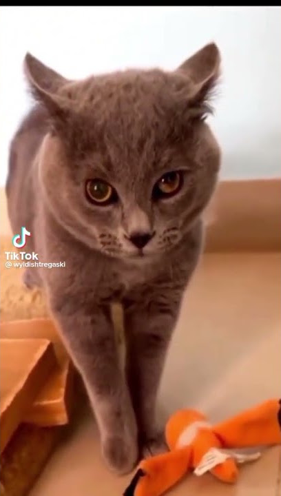 Cat meow Remix