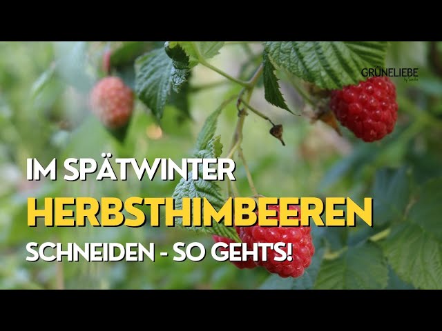 reis als dünger Palmenerde mit Dünger lokal kaufen – Jetzt liefern lassen main image 0