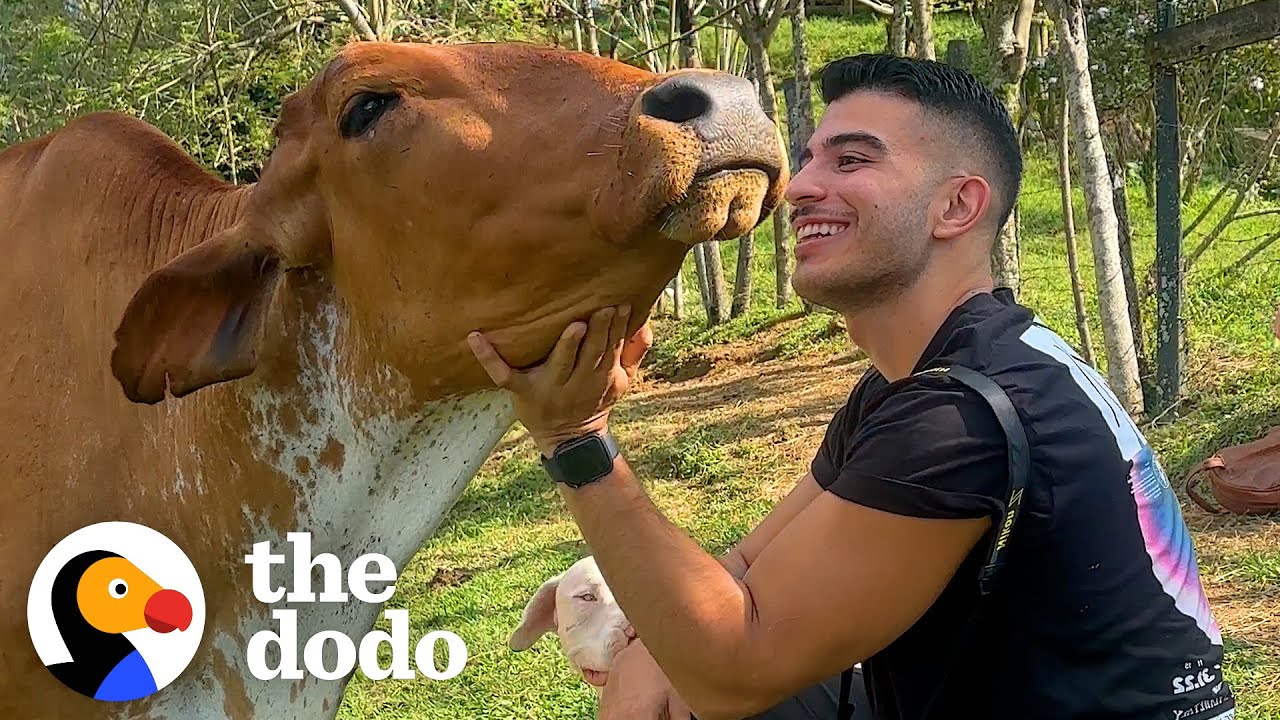 Dodo Producer Goes To Colombia To Meet A Very Special Cow In Person - The Dodo