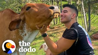 Dodo Producer Goes To Colombia To Meet A Very Special Cow In Person | The Dodo by The Dodo 495,649 views 9 days ago 3 minutes, 12 seconds