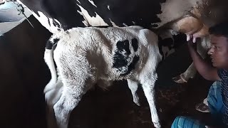 A Sweet Boudi Cow Milking By Hand Pure Milk Collect By Boudi Cow Milking By Hand