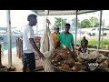 Successful Export of Taro and Yam | VBTC News