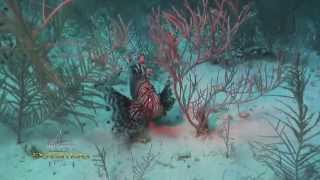 What started the lionfish invasion in the Atlantic?