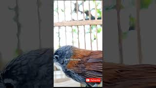 pancingan bunyi burung sniper #burung #suaraburung #kicaumania #masteranburung #2022