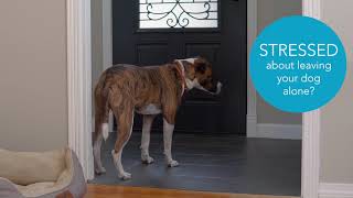 Composure™ Long Lasting