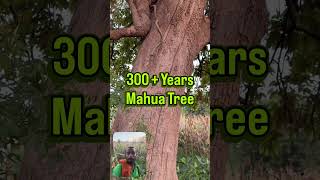 300+ Year Old Mahua Tree at Amnay Life Natural Farming Plot 🌳