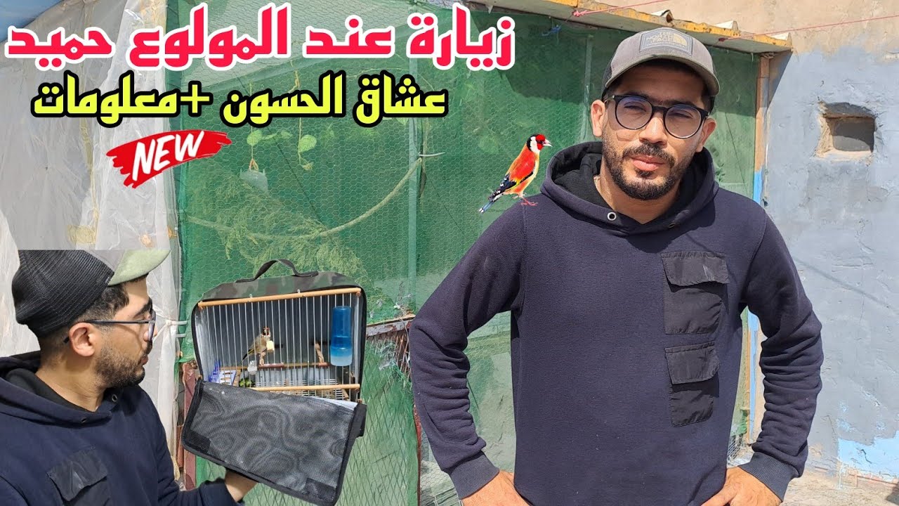 زيارة عند المولوع حميد🔥توليعة رائعة عشاق الحسون طريقة التلقين تغدية لتربية ناجحة سلاكة المقنين فرجة.