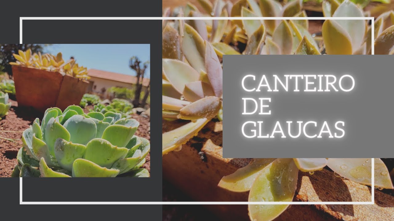 CANTEIROS DE GLAUCAS 