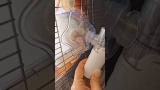 The parrot has pneumonia and is receiving nebulizer treatment. #birds #parrot #parrots #shorts #pets