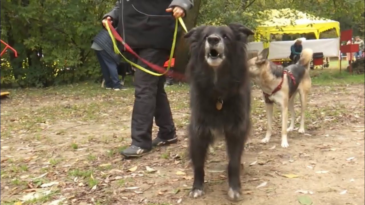 Кинологический Центр Сокольники. Дрессировка собак | Элита - YouTube