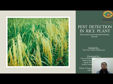 Pest Detection in Rice Plant | Data Science & Machine Learning | CTUM