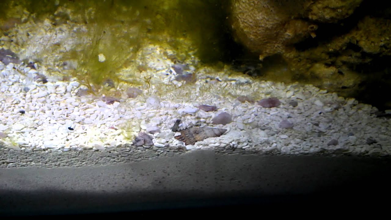 Nassarius snail burrowing - YouTube