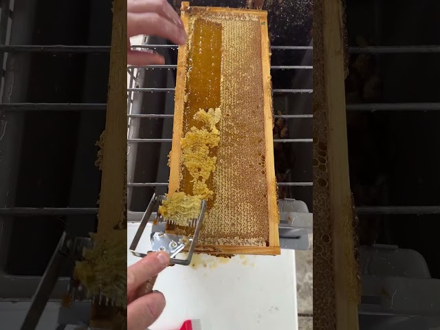 Honey Harvest