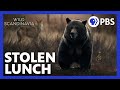 Wolves and Bears: Survival Strategies