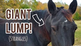 Pimple Popping a HORSE | Draining a Strangles abscess