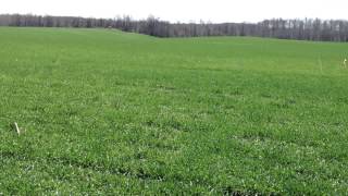 Drilled vs Broadcast Winter Triticale Wyoming County, NY 4-17-2013