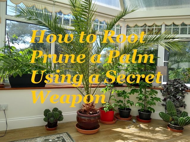 where to buy a san pedro cactus 6-9" San Pedro (Echinopsis pachanoi) Cactus Cutting