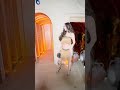 Giorgia Andriani ne birthday celebration mein dikhaya apna naya jalwa