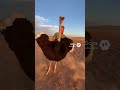 “Man vs Ostrich: Bucking Like a Bronco! 🐦💥😂 #CrazyStunts #AnimalMadness #Shorts”