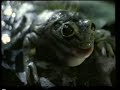 Budweiser - Frogs (1995, USA)