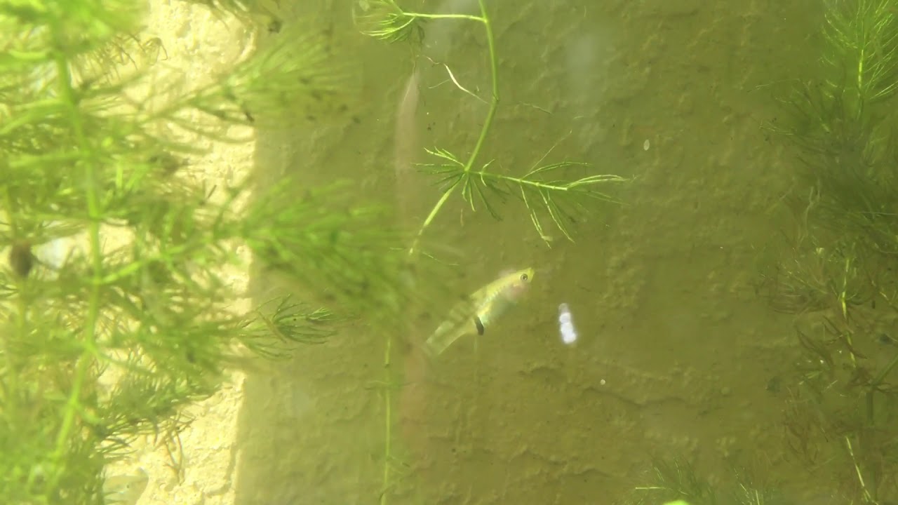 EASTERN MOSQUITO FISH GUPPY HYBRID YouTube