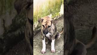 A Gentle Hello 🐾  #LovelyDogs #PuppyMoments #PureConnection #DogFriendship #StreetDogs  #FurryLove screenshot 4