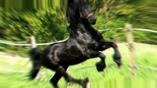 Konie Fryzyjskie Edit