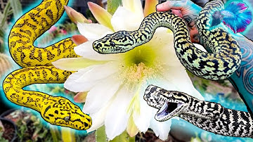 HOW TO PICK UP A BITEY SNAKE