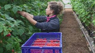 Castleton Fruit Ltd - Recruitment (English)