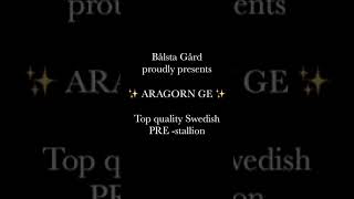 Pura Raza Española Aragorn Ge, Sire By Judio Vii