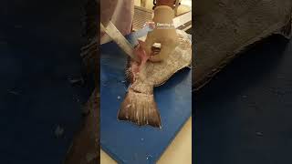🔴HALIBUT🔴 how to skin a halibut? 2.5kghalibut #fishmonger #dubai #beautifulfish