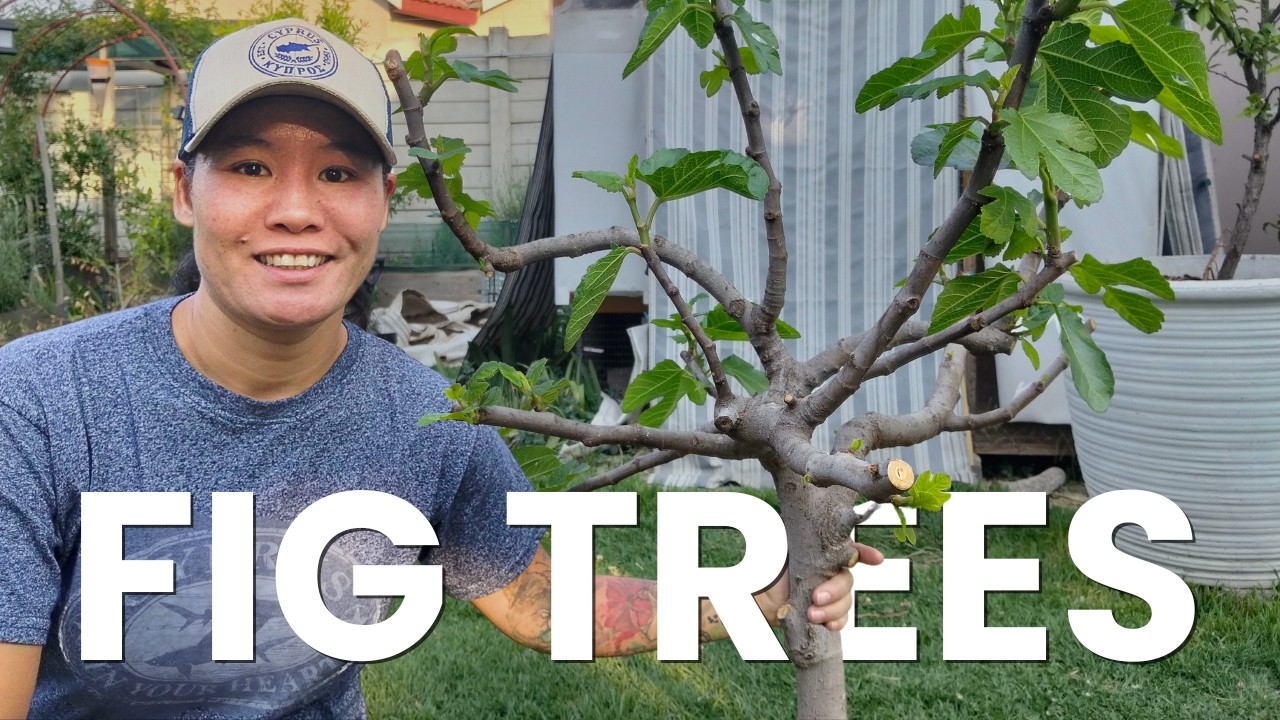 Полный цикл развития фигового дерева | Как удобрять, обрезать и получить огромный урожай фиг в эт...