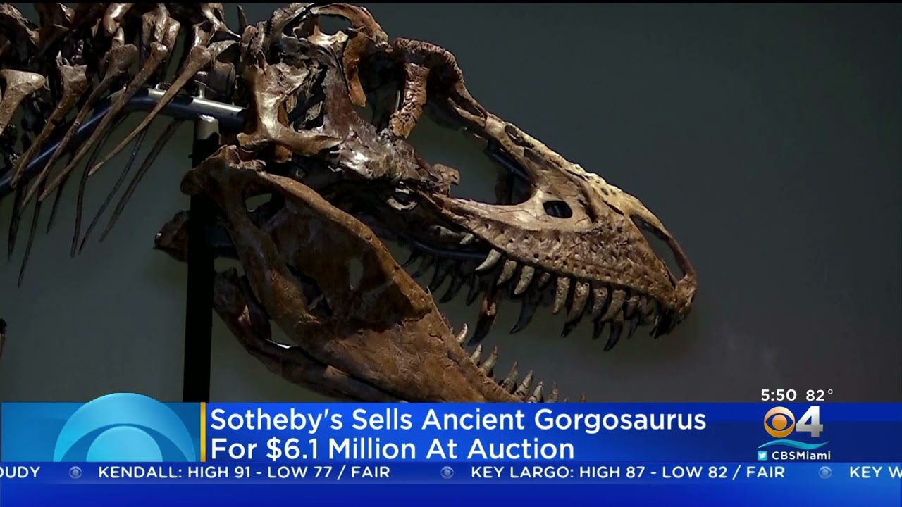 値下げ　化石（本物） Full Dinosaur Skeleton Sells At Auction For $6.1 Million - YouTube