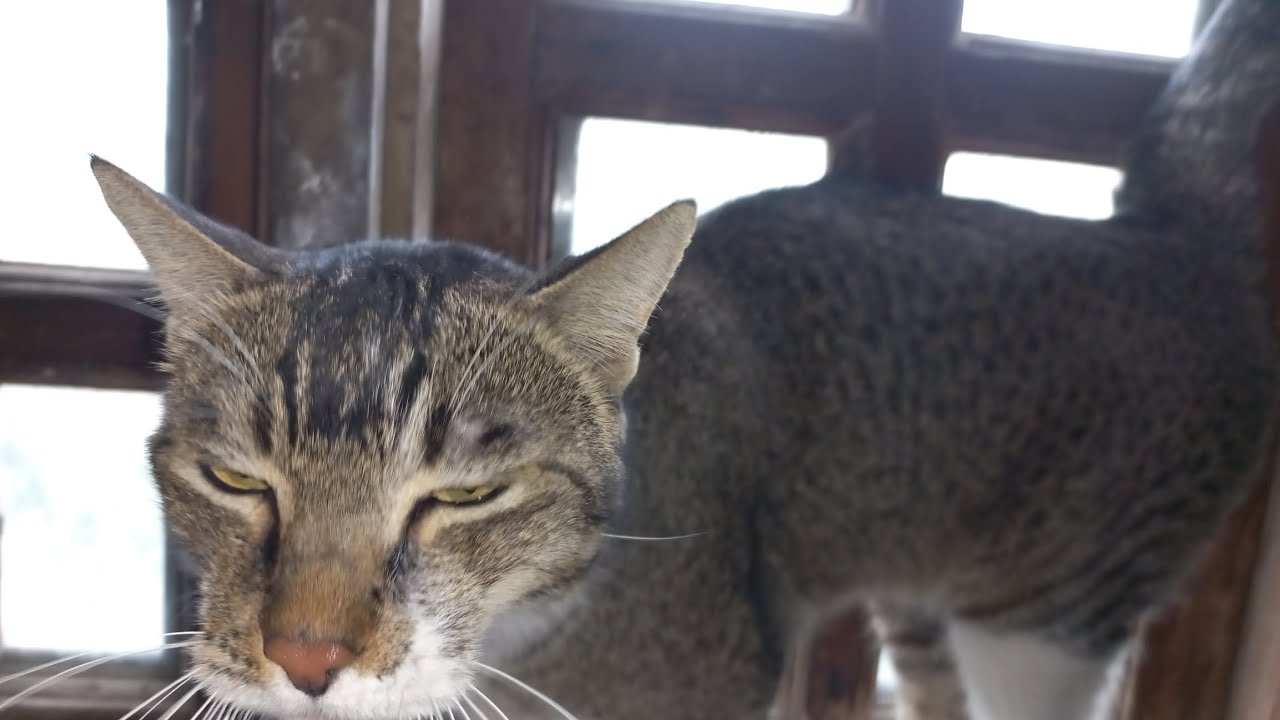 cat kar raha ta shekar lekin koch aur he hogaya - YouTube