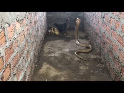 Amazing !!! Mother Chicken protects the Chicks from King Cobra